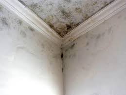 Why You Should Choose Our Mold Remediation Services in West Point, NY